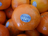 Florida Oranges